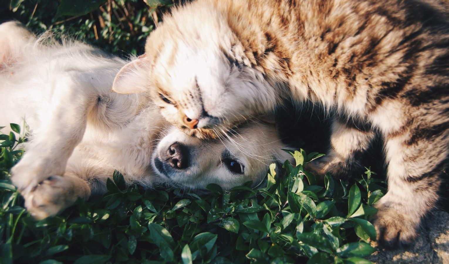 Rescue and rehome the Fairview strays